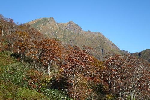谷川岳の双耳峰の山頂が見えました。左がトマノ耳で右がオキノ耳です。思ったよりも紅葉はしていません。